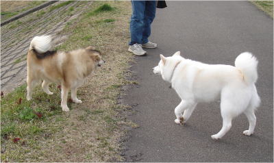 さくらちゃん！遊ぼ！_a0060810_2244193.jpg