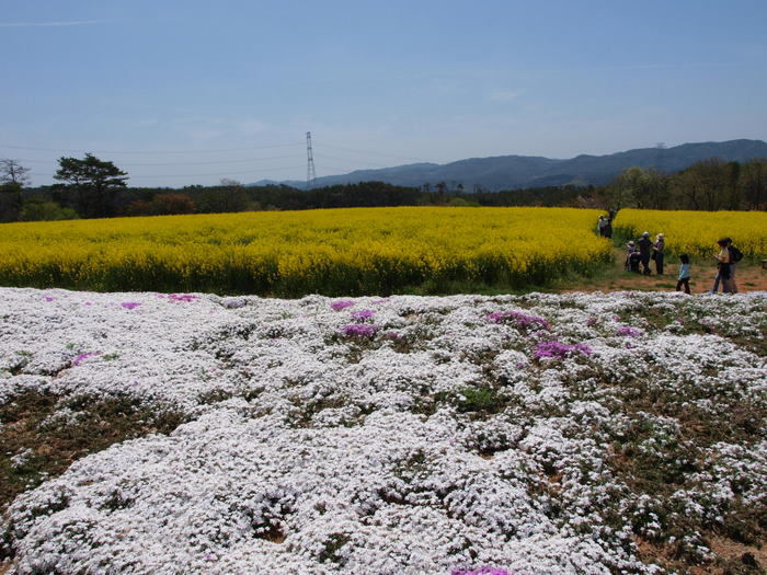 花夢の里ロクタンの芝桜_c0116915_2351658.jpg