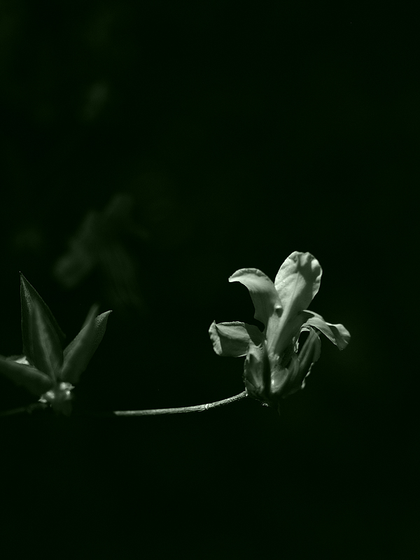 c0062418_2290100.jpg