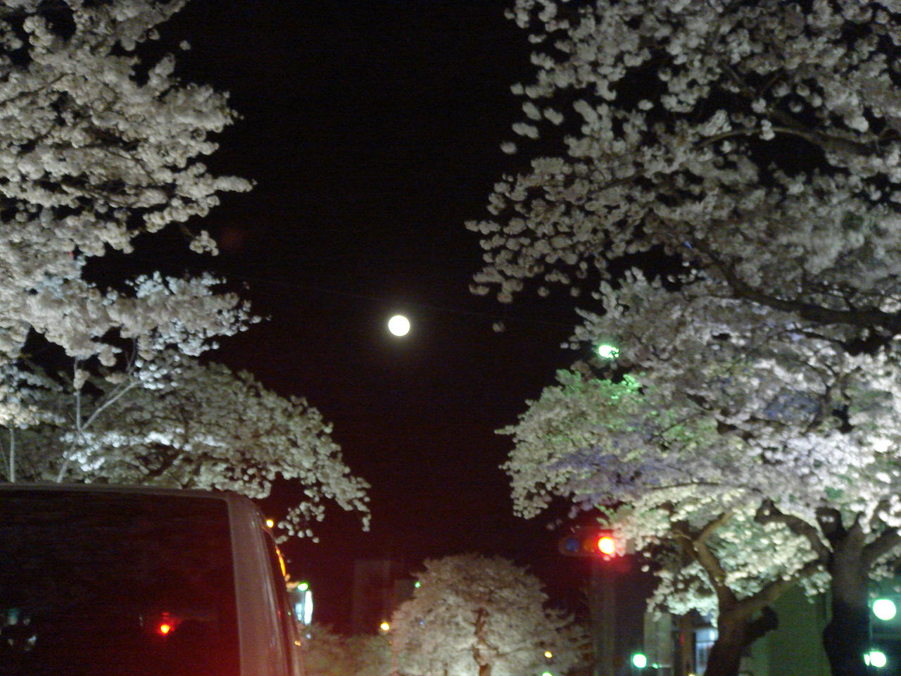 夜桜見物_f0182618_11181713.jpg