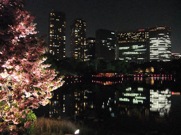 浜離宮夜桜ライトアップ_f0077521_23562977.jpg