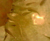 b0006423_17352175.jpg