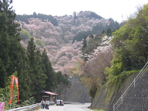 今日の吉野山_e0154524_20384544.jpg