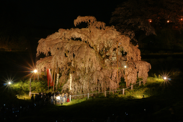 三春の滝桜ライトアップ_d0048726_11483024.jpg