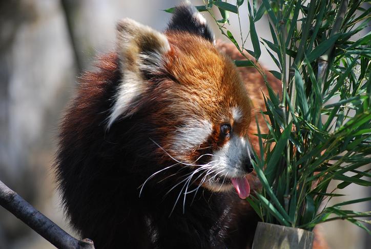 野毛山動物園_d0085228_16271053.jpg