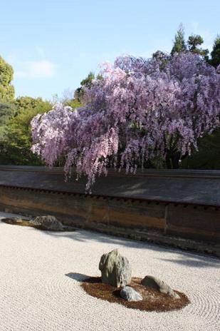 今年の京都の桜♪_f0054428_00622.jpg