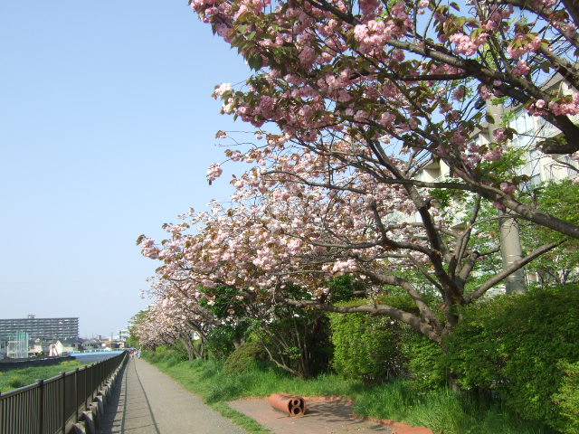 .スマイル茅ヶ崎パレード...大岡越前祭(1)_b0137932_222866.jpg