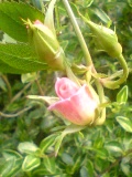 c0073332_22234115.jpg