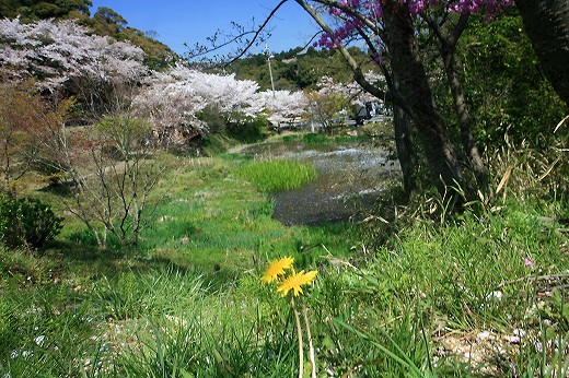 桜-Ⅵ_d0029333_1823474.jpg