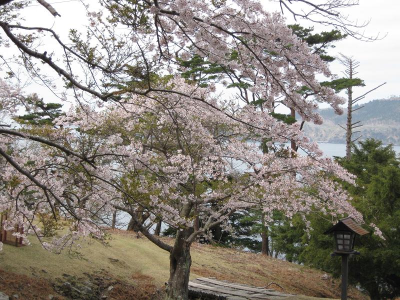 金華山の桜！！満開ですよ！続き_d0112533_9373538.jpg