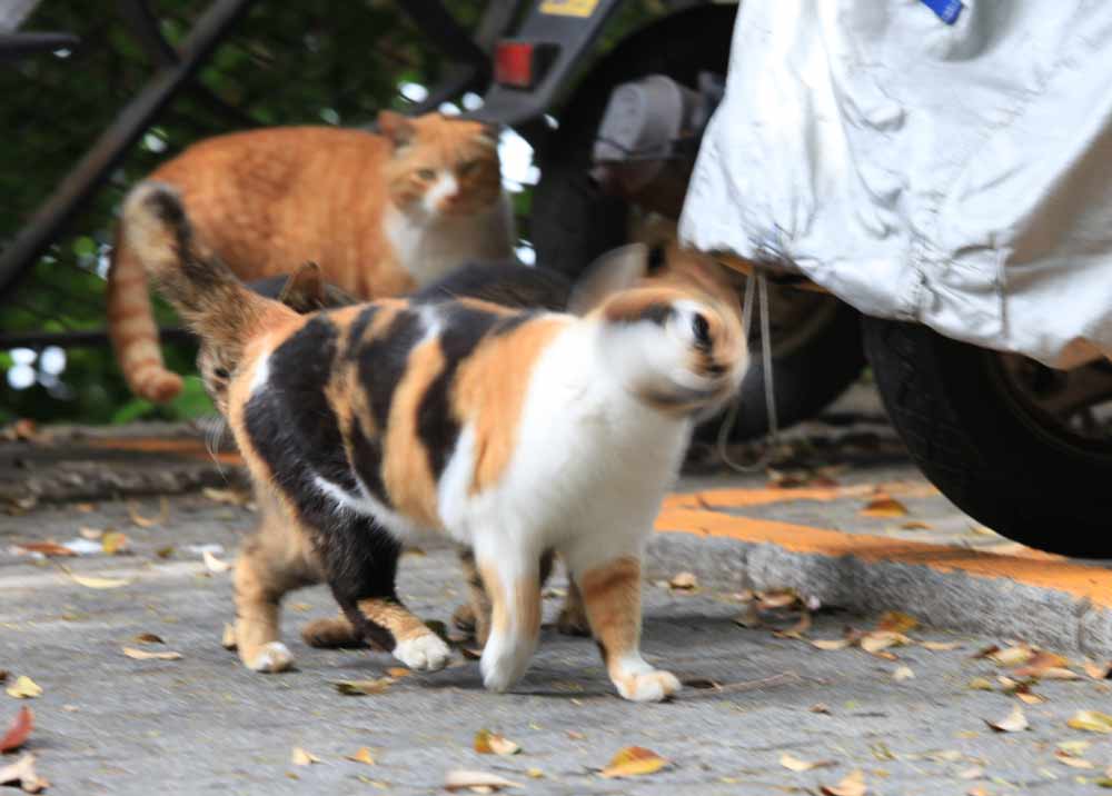 江ノ島 猫 頑固オヤジの暇つぶし22