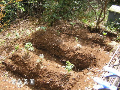 2009我が家の春の庭木_f0023333_20391639.jpg