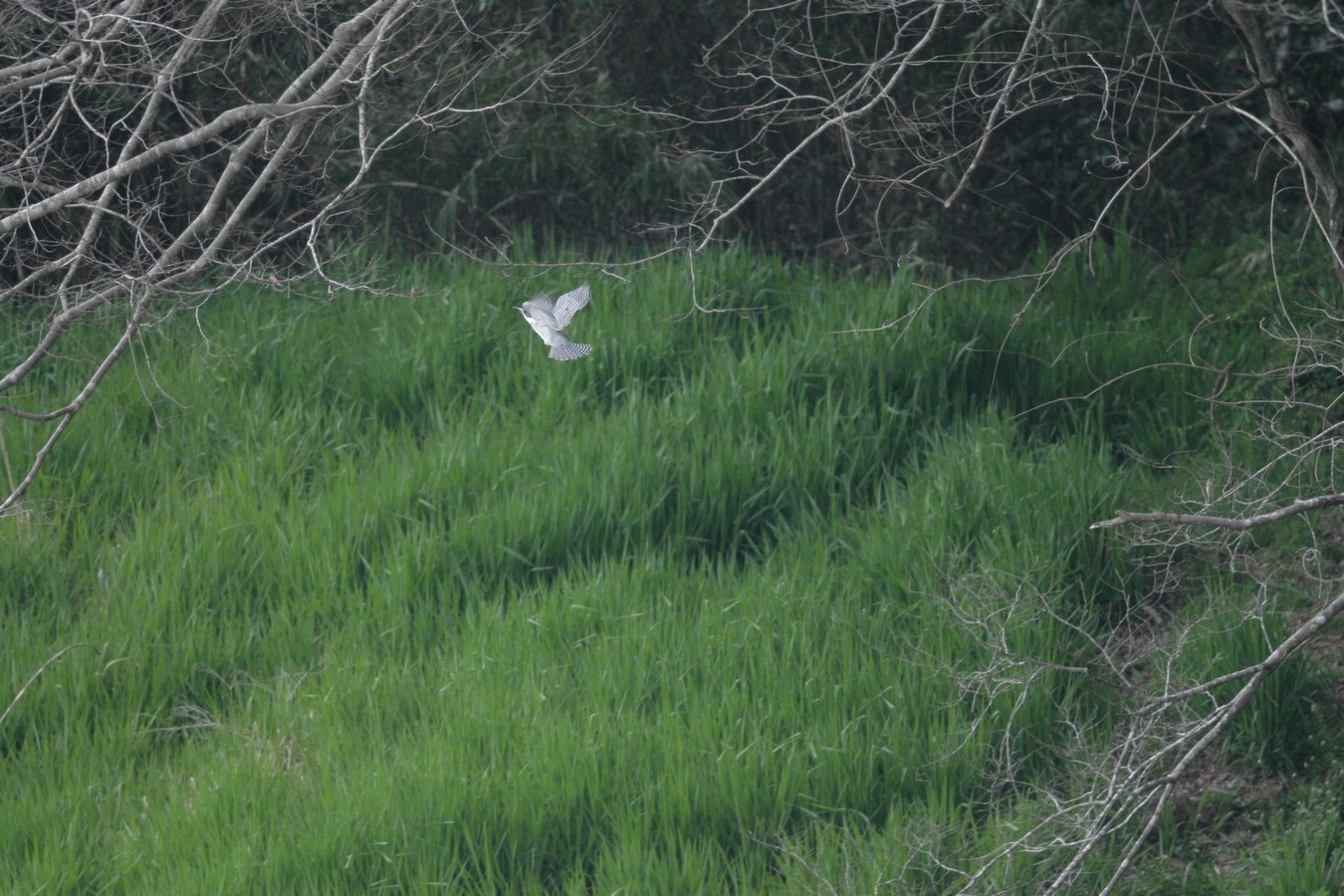 e0154134_1384161.jpg