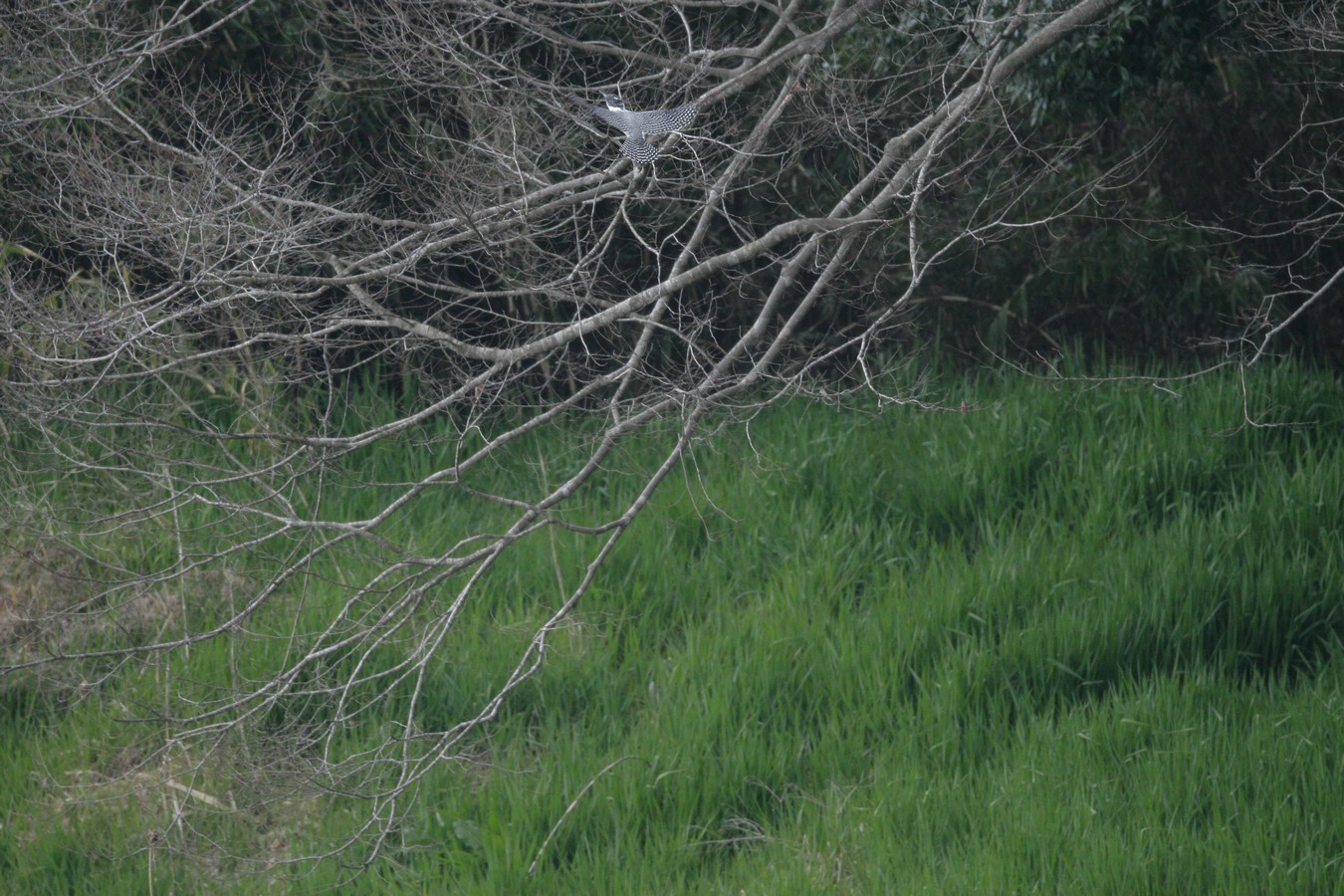 e0154134_1391292.jpg