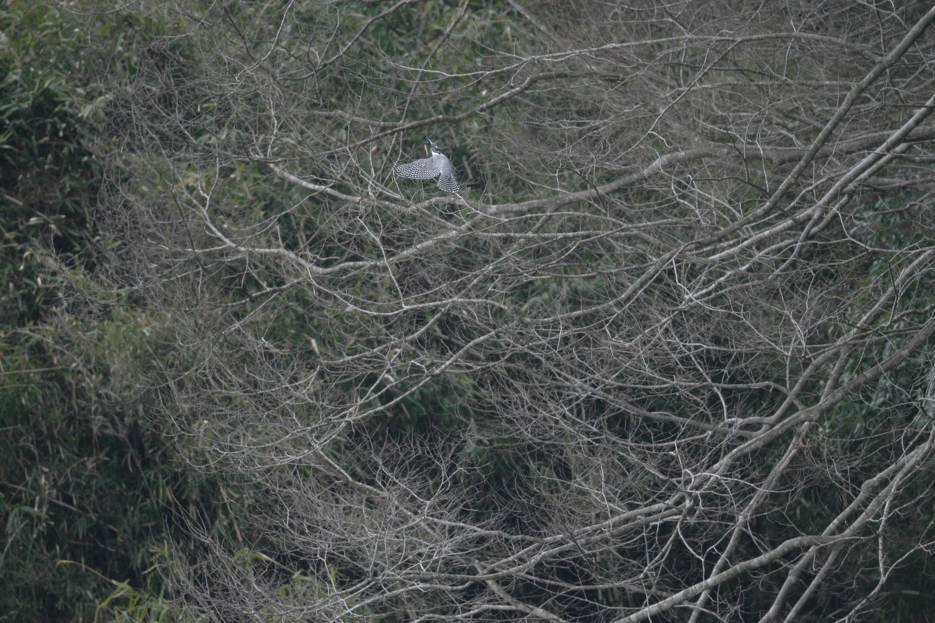 e0154134_1392843.jpg