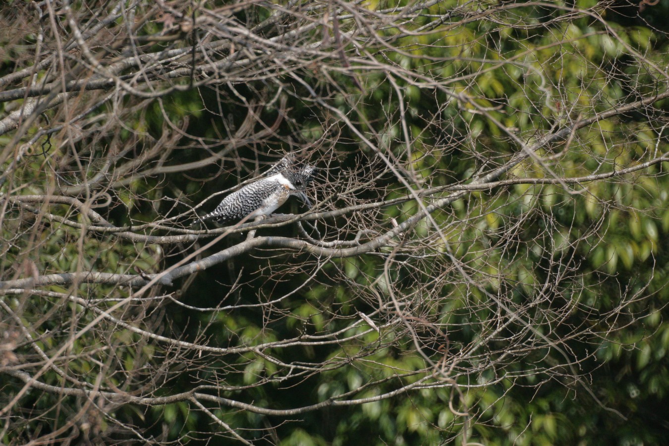 e0154134_1485833.jpg