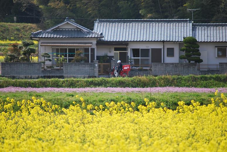 菜の花と北条鉄道　②_f0099535_1911375.jpg