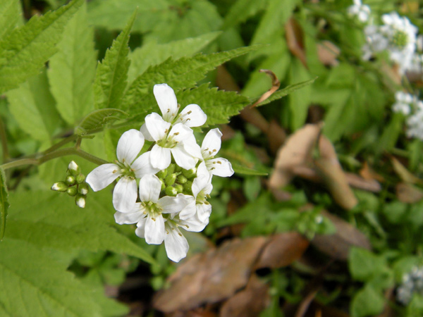 c0047341_2005814.jpg