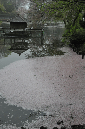 c0093046_848527.gif