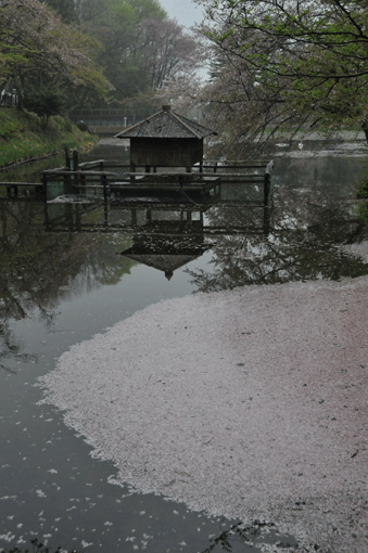 c0093046_8491481.gif