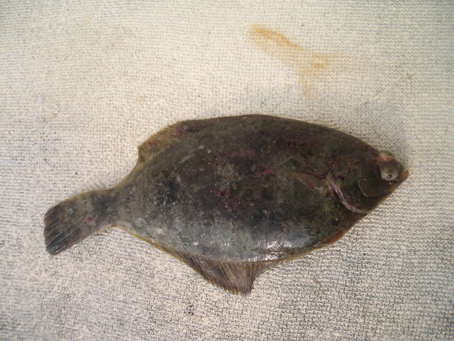 池の浦釣り筏 釣りとお寺と植物と 池の浦釣り筏 釣りとお寺と植物と