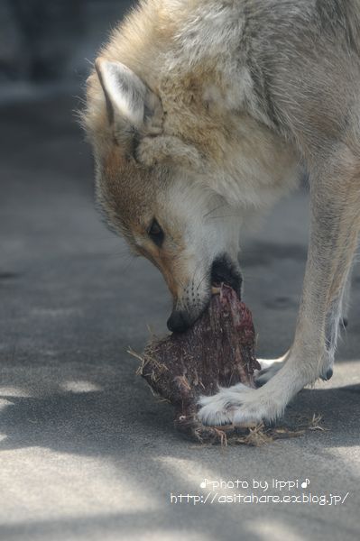 天王寺動物園をお散歩_b0024758_20511032.jpg