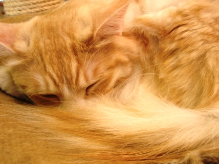ねころび @東池袋 etc..._c0119259_0223524.jpg