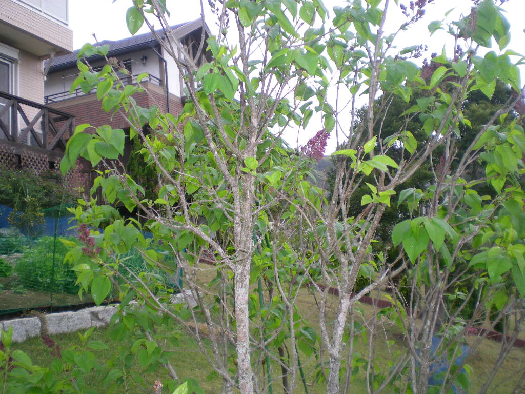 2009年4月19日(日)もうすぐ庭が模様替え!_f0060461_14411517.jpg