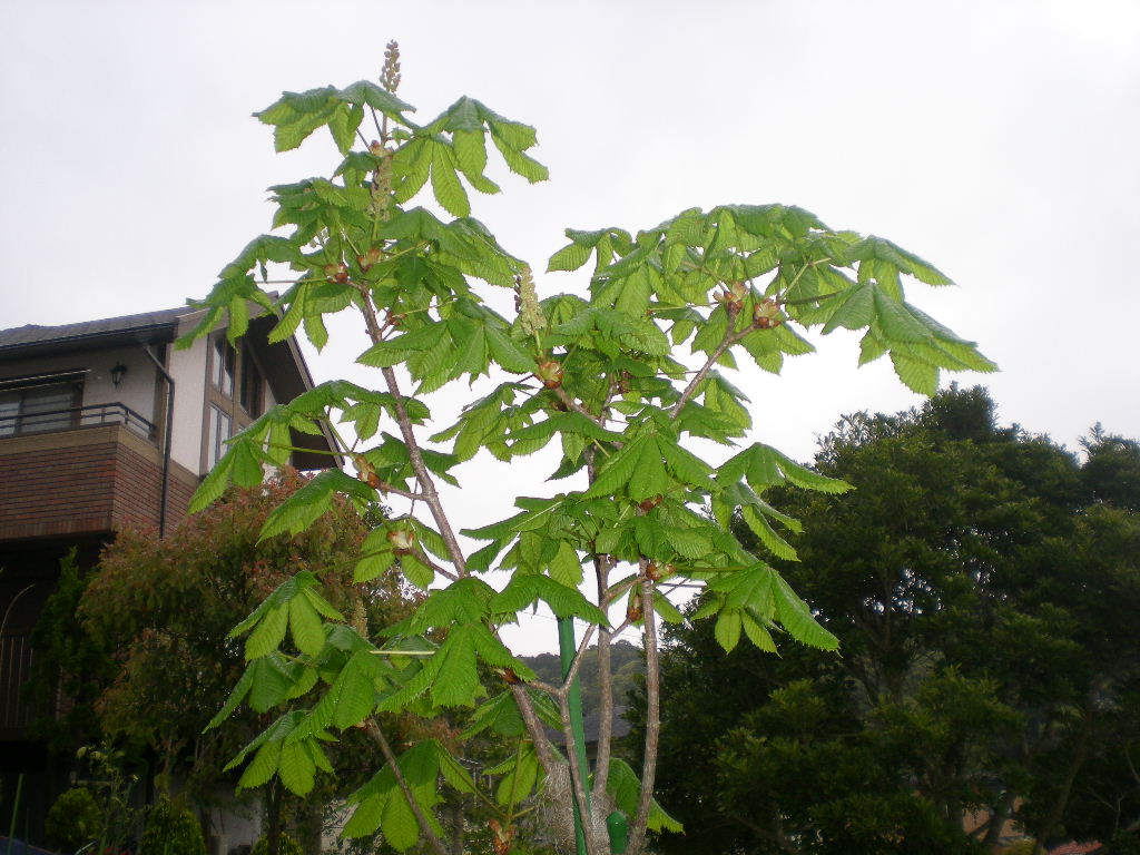 2009年4月19日(日)もうすぐ庭が模様替え!_f0060461_144272.jpg