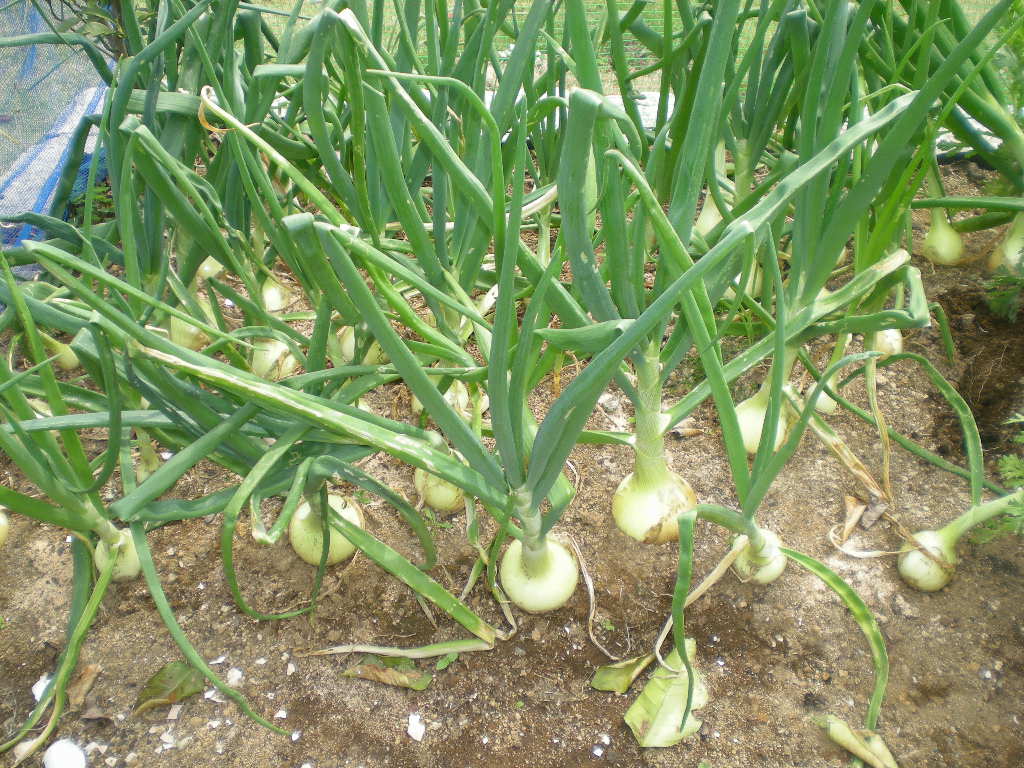 2009年4月19日(日)もうすぐ庭が模様替え!_f0060461_14462425.jpg