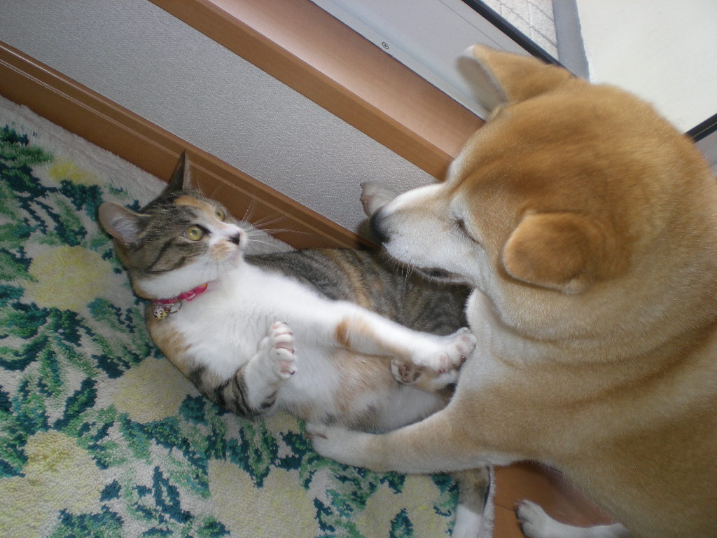 2009年4月19日(日)もうすぐ庭が模様替え!_f0060461_14493334.jpg