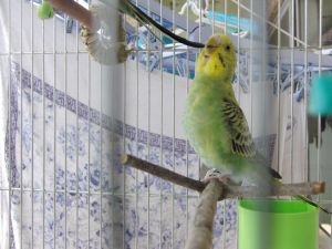 陰干しインコのそれぞれ_f0196665_2318294.jpg