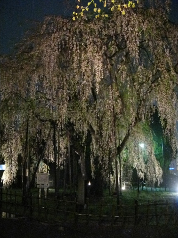 互礼会in足羽神社_f0136366_1383935.jpg