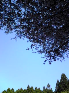 天城高原ゴルフコース_b0016474_18124793.jpg