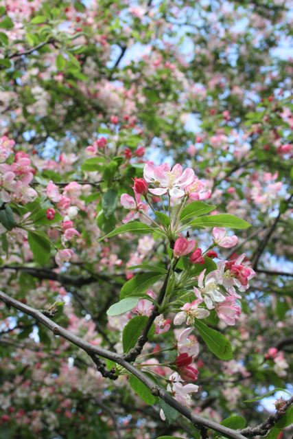 ロンドンの花とキッチン山田_b0122875_7123636.jpg