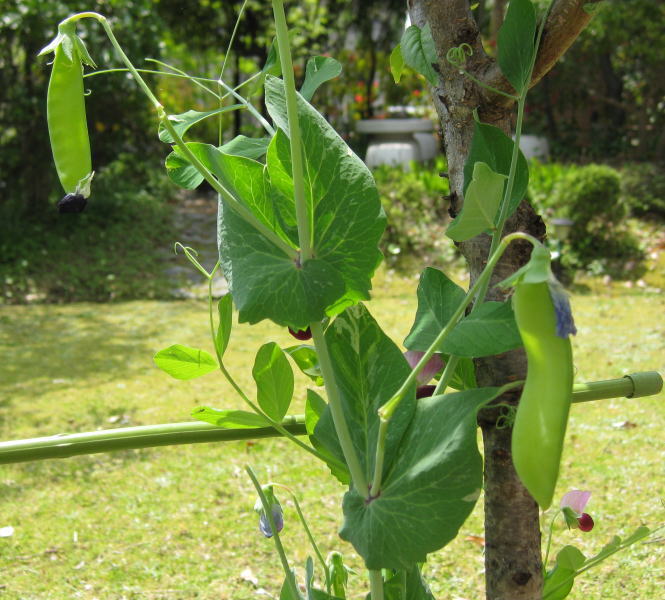 えんどう豆の花 きまぐれびと