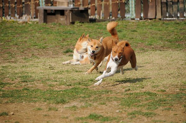 とぶき　200903 61_c0109780_20194033.jpg