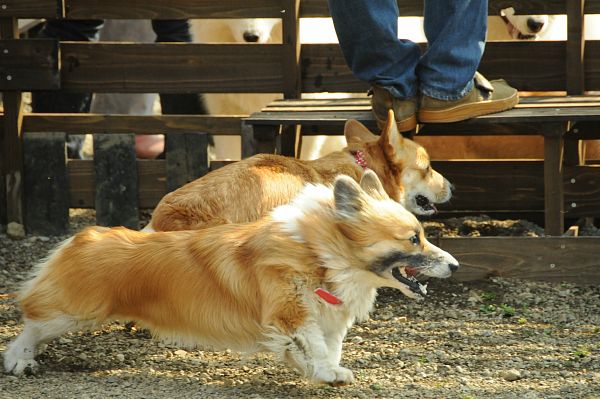 とぶき　200903 62_c0109780_20251887.jpg