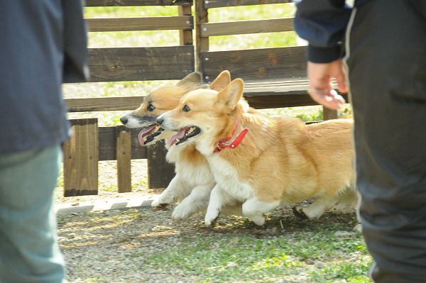とぶき　200903 62_c0109780_2025249.jpg
