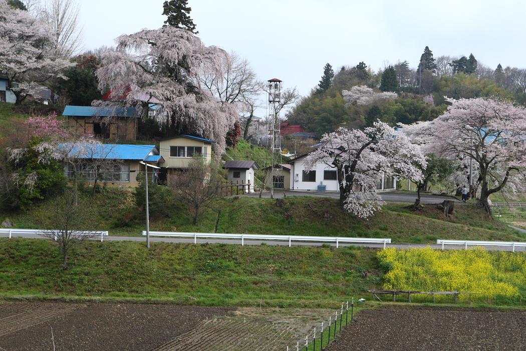 桜を求めて・・・＜１＞三春　２００９年4月１８日_e0143883_843174.jpg