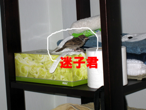 大きいツヅラ?小さいツヅラ?_f0144385_18513892.jpg