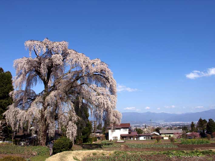 おおしだれ桜と野鳥のやってくるカフェ_d0088788_2103922.jpg