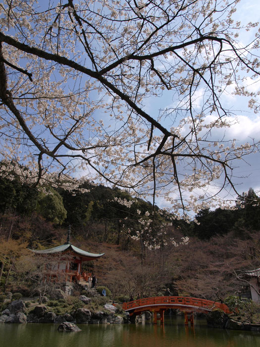 No.108　京都市　醍醐寺　桜_b0120889_082842.jpg