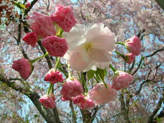 図書館の桜_c0029190_17465482.jpg