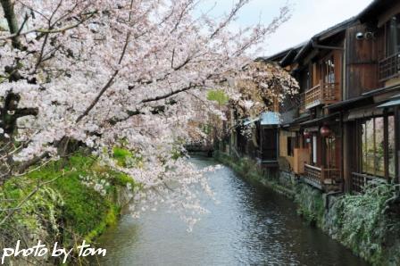 京を歩く～洛中「祇園白川の桜～昼～」 _b0155692_20134751.jpg