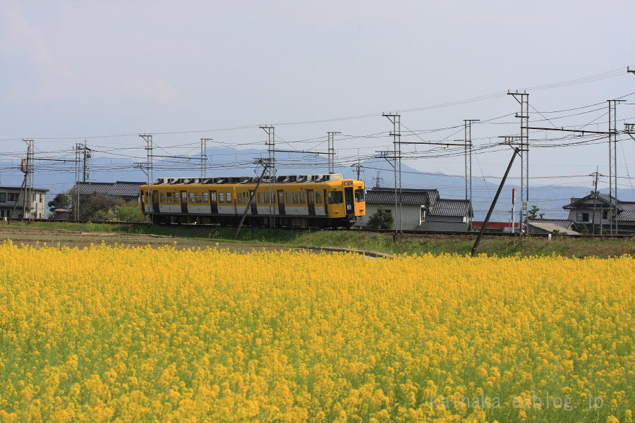 一畑電車　菜の花に囲まれて_f0174293_2036895.jpg