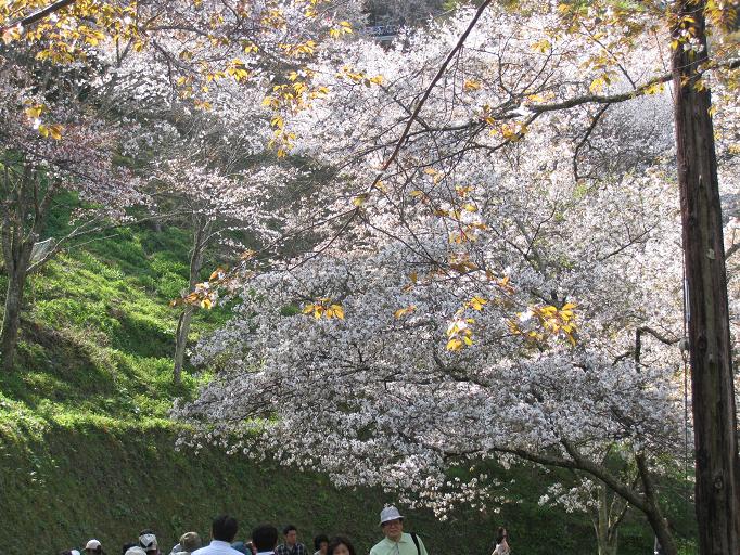 吉野花見　その2_f0010195_23254811.jpg