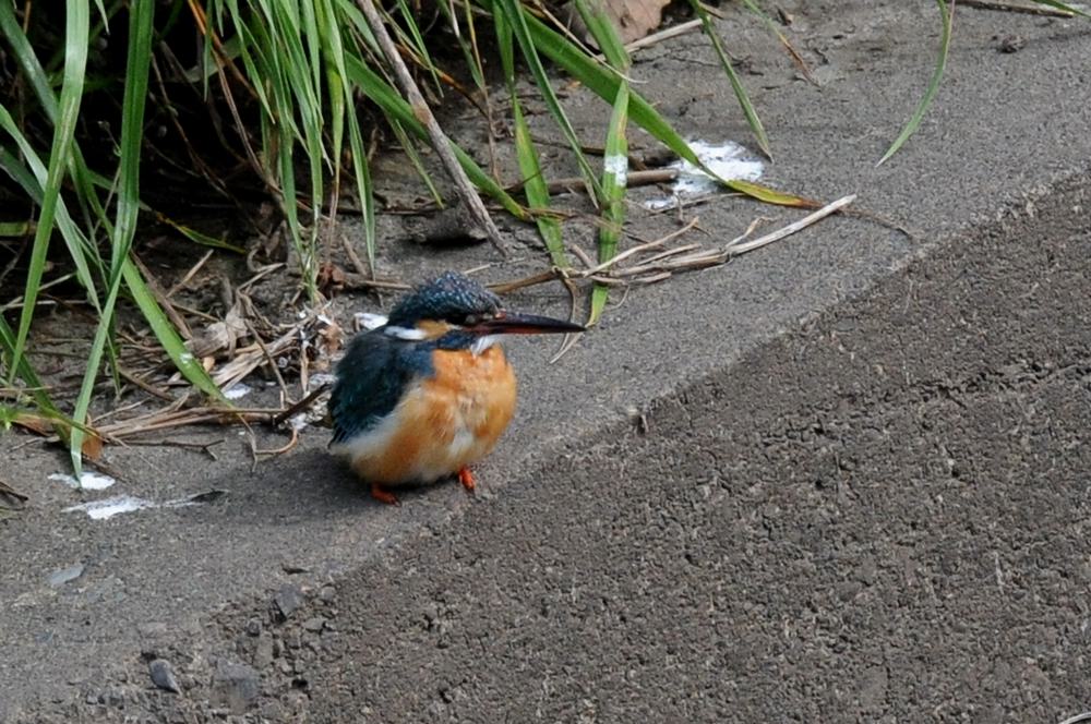 ママセミ臨月、パパセミ餌捕り/新幹線カワセミ_b0024798_4405445.jpg