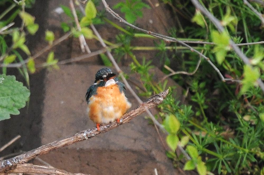 ママセミ臨月、パパセミ餌捕り/新幹線カワセミ_b0024798_441957.jpg