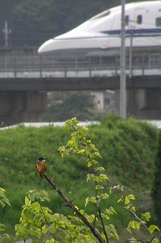 ママセミ臨月、パパセミ餌捕り/新幹線カワセミ_b0024798_4444122.jpg